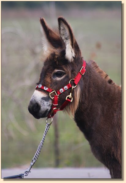 Savannah Smiles a.k.a. Cookie, brown long haired jennet for sale.